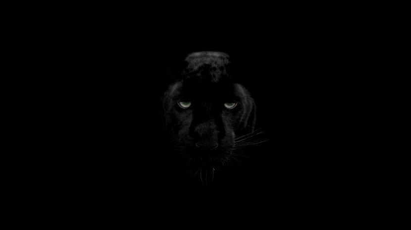 凶猛灵活的黑豹图片
