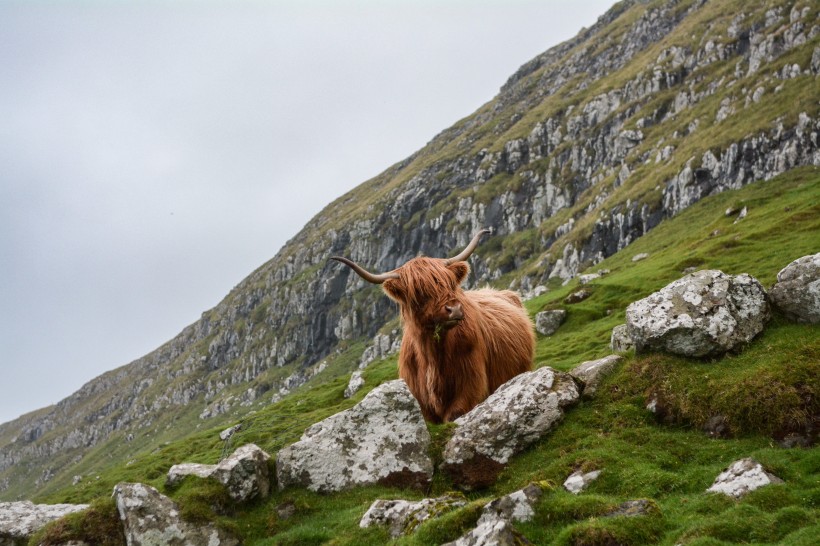 高原上的牦牛图片