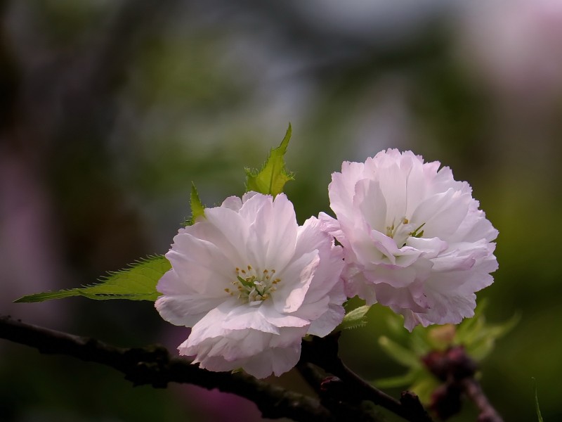 典雅芬芳的樱花图片