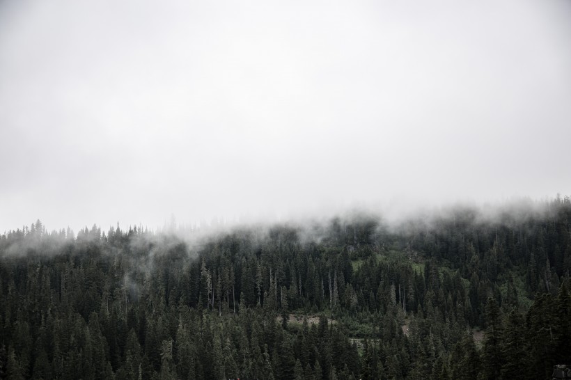 雾天的森林图片