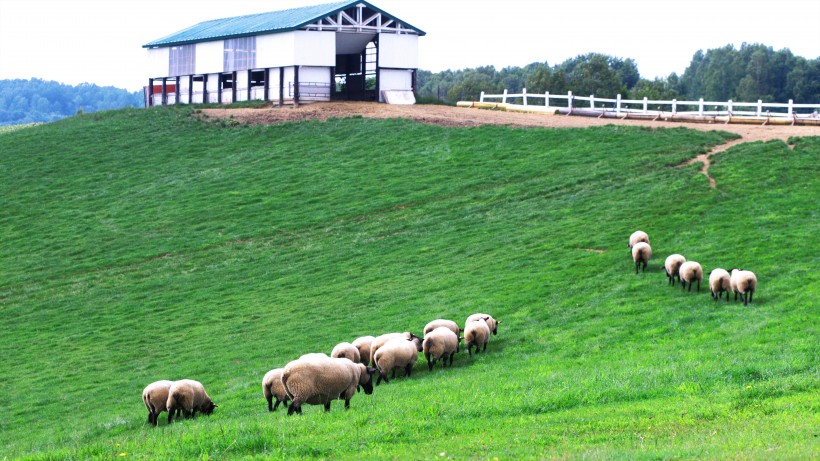 牧场里的绵羊群图片