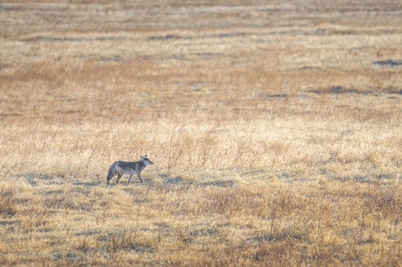 草原上的狐狸图片