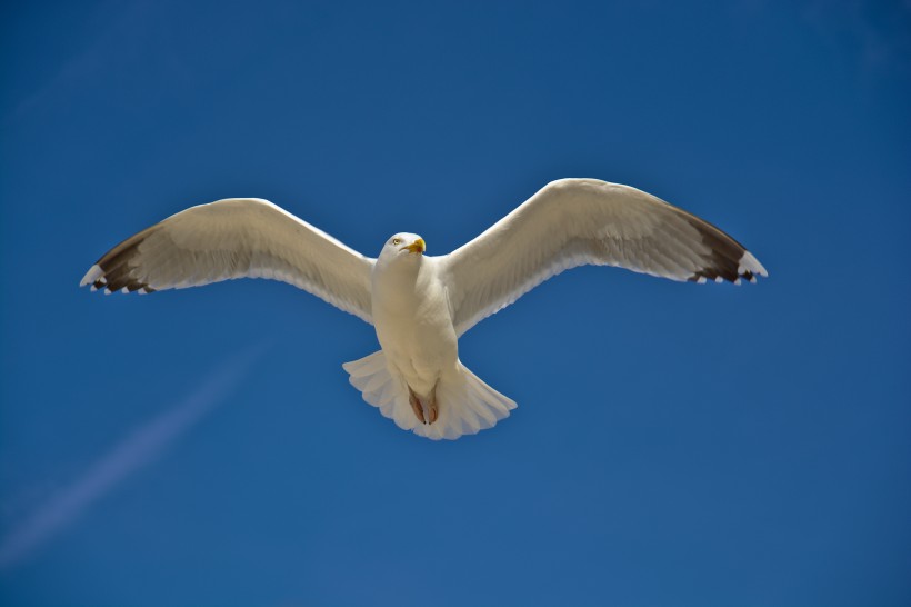 小巧玲珑的海鸥图片
