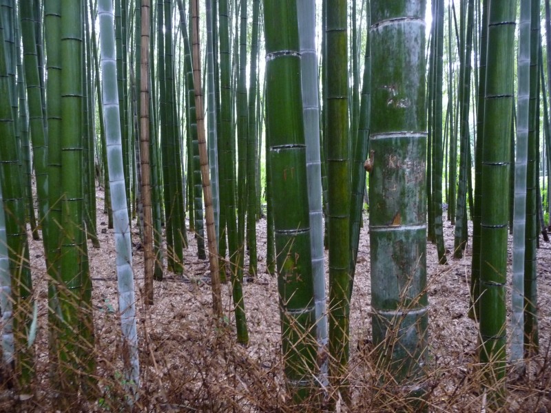 翠绿的竹林图片