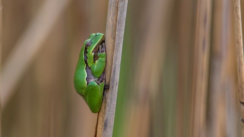 调皮可爱的树蛙图片