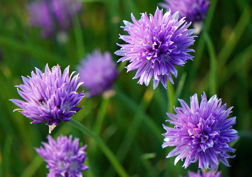 茂盛的紫色葱花图片