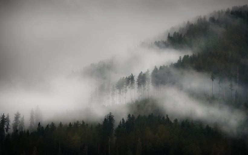 雾天的森林图片