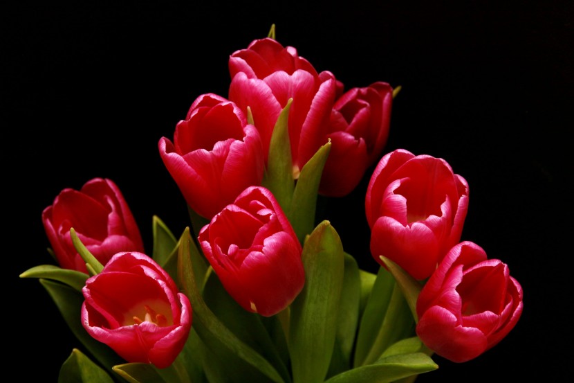 美丽的红色郁金香图片