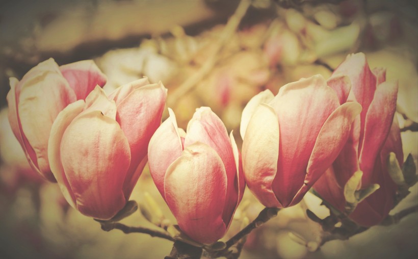 娇美大气的粉色玉兰花图片