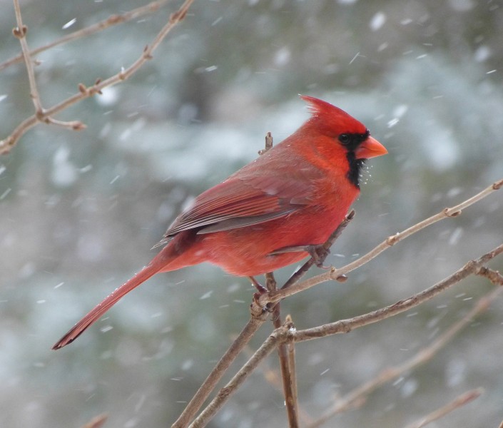 漂亮的红衣主教鸟图片