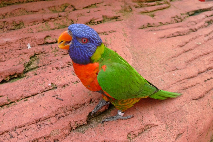 色彩浓烈的虹彩吸蜜鹦鹉图片