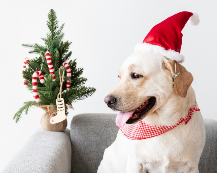 圣诞装扮的狗狗图片