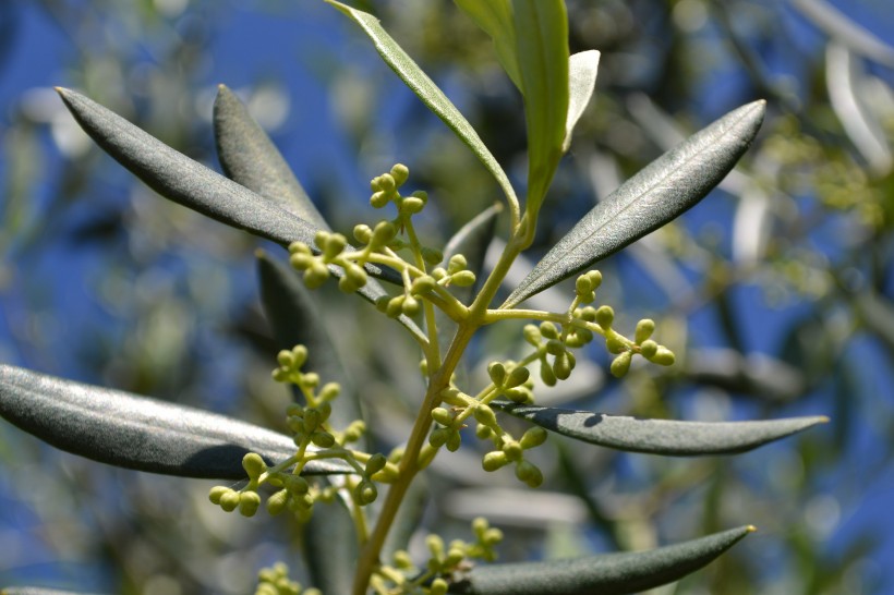 树枝上的橄榄图片