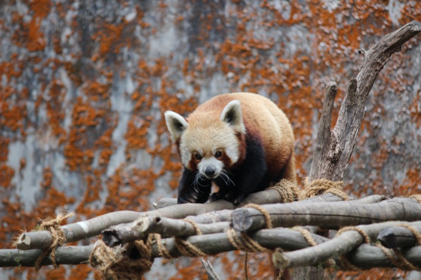 褐红色的小熊猫图片