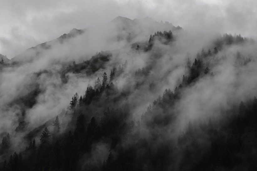 森林上空的雾图片