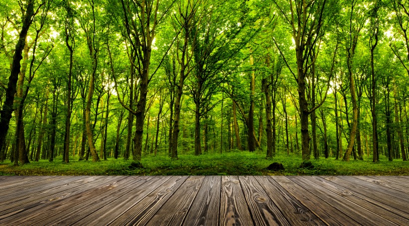 木板树林景色图片