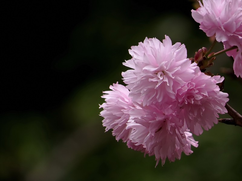 唯美的樱花图片