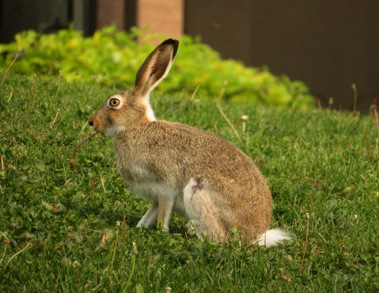 绿色草地上的兔子图片