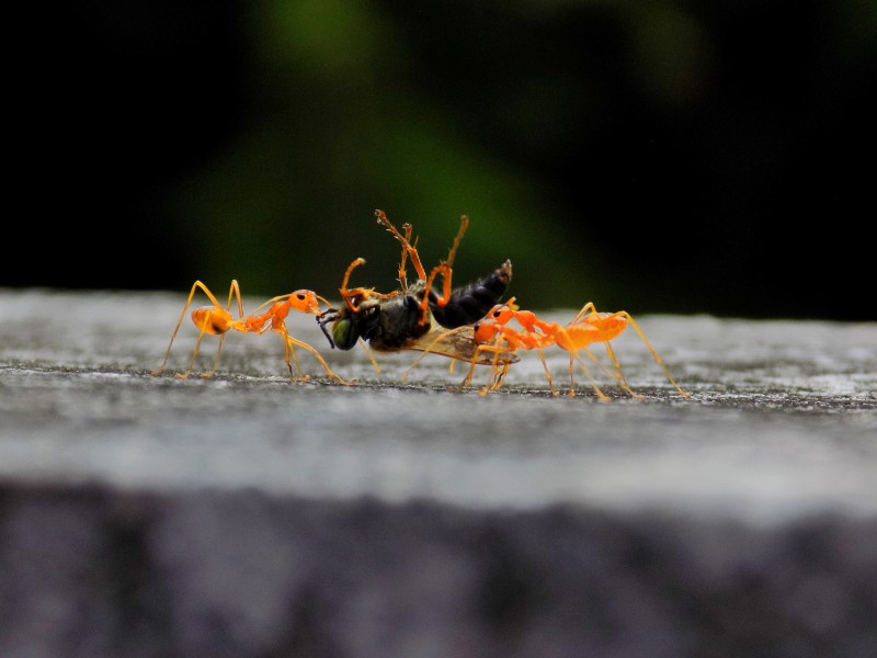 可爱的小蚂蚁图片