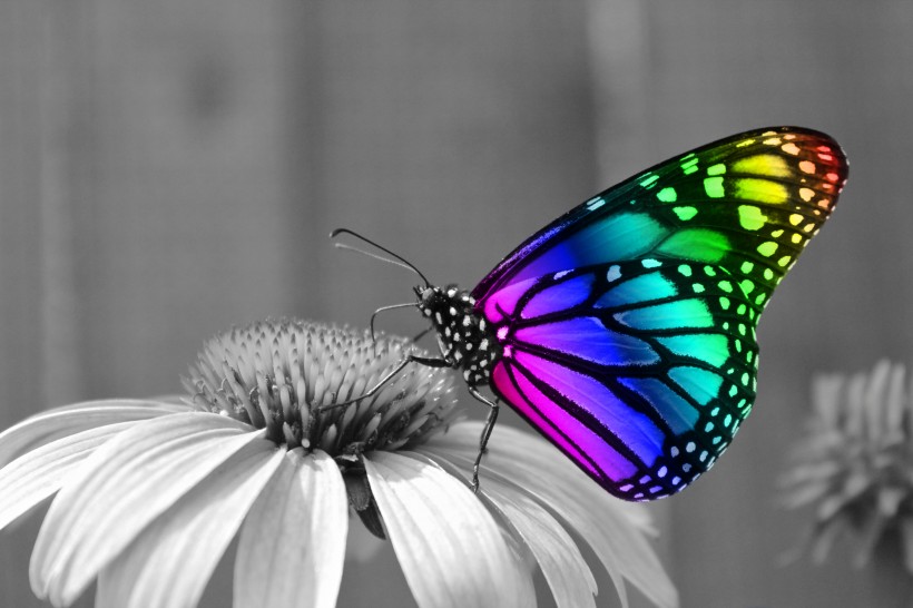 彩色梦幻美丽优雅的蝴蝶图片