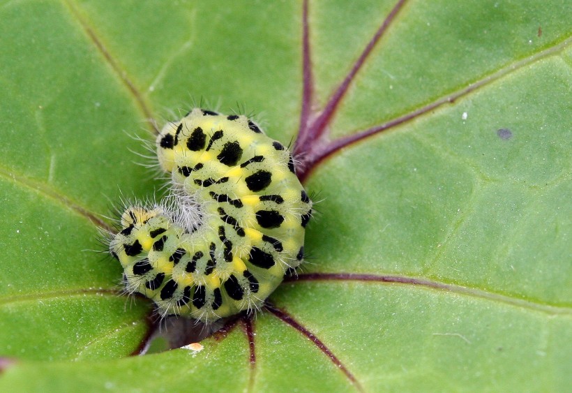 植物上的毛毛虫图片