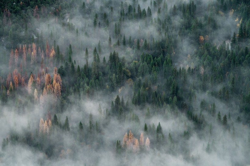 森林上空的雾图片