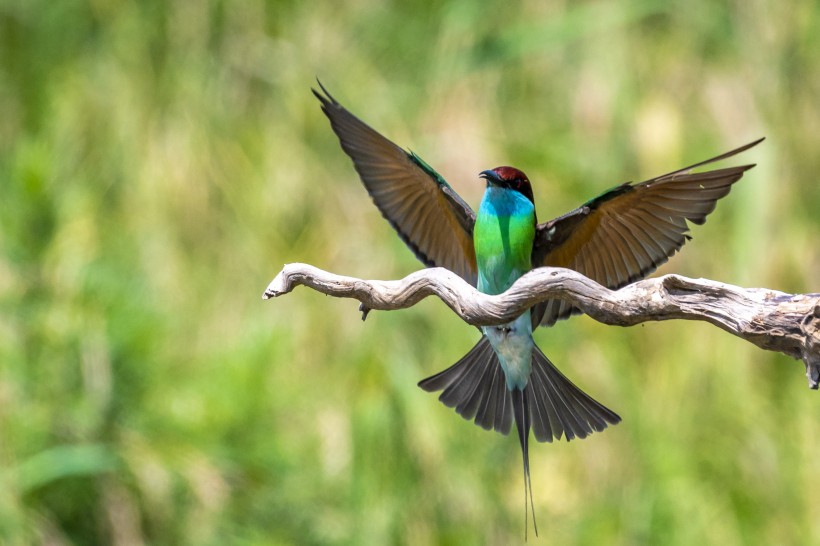 蓝喉蜂虎鸟类图片