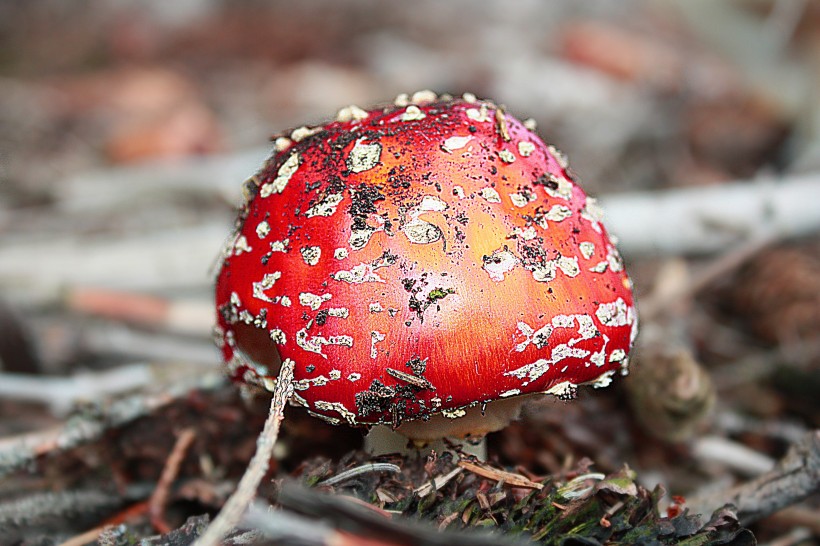 草丛里的红色毒蘑菇图片