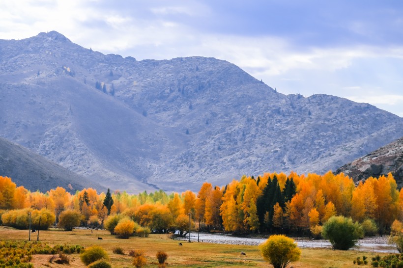 新疆可可托海的金秋景色