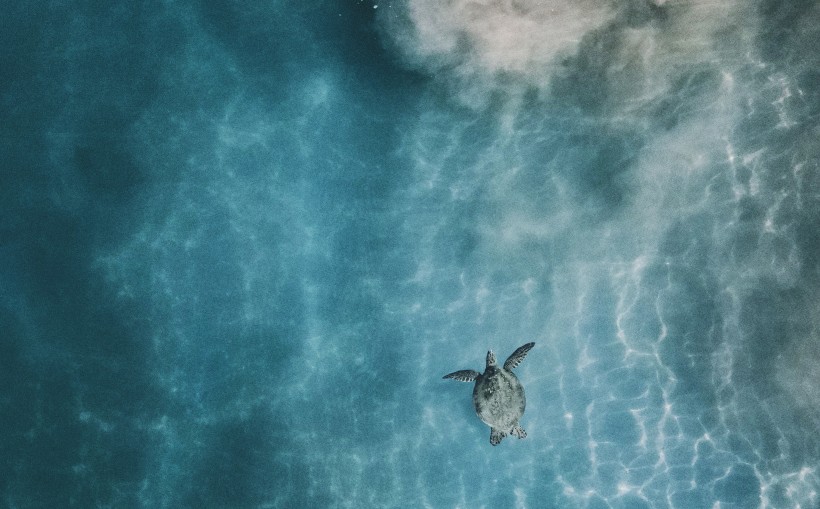 大海里的海龟图片