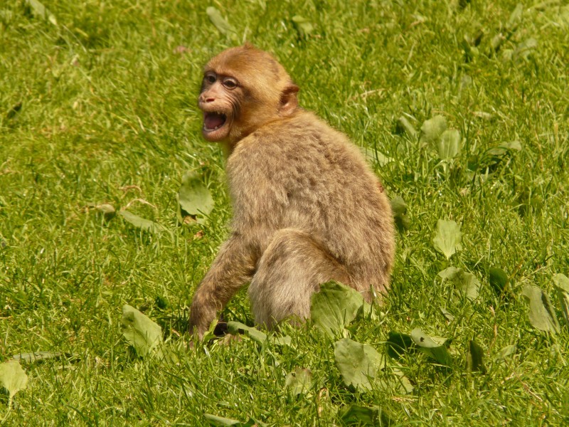 可爱的巴巴利猕猴图片