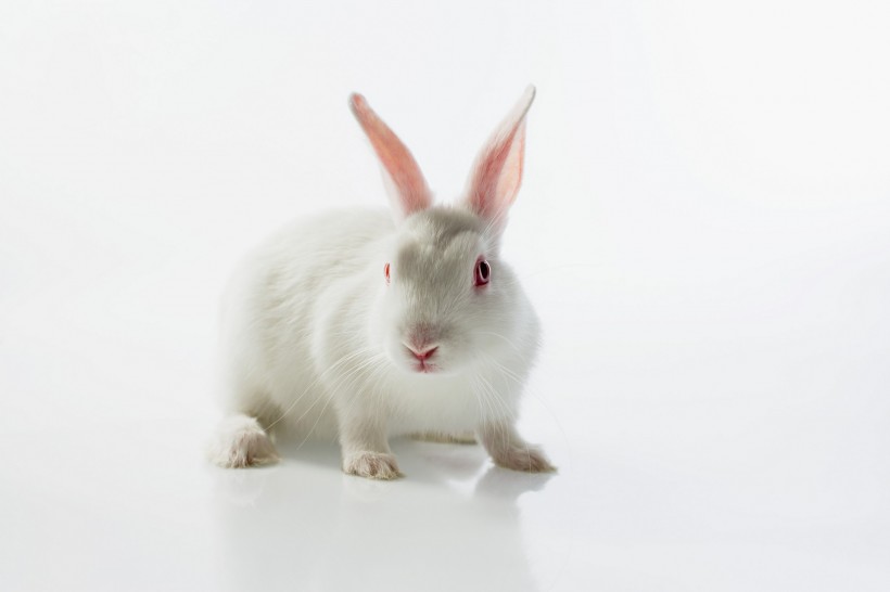 复活节兔子图片