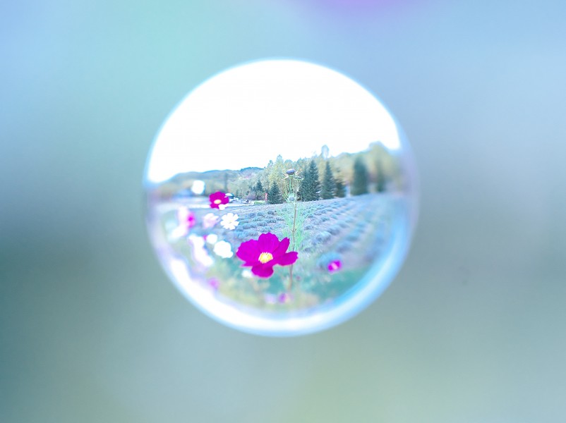 水滴视觉花朵图片