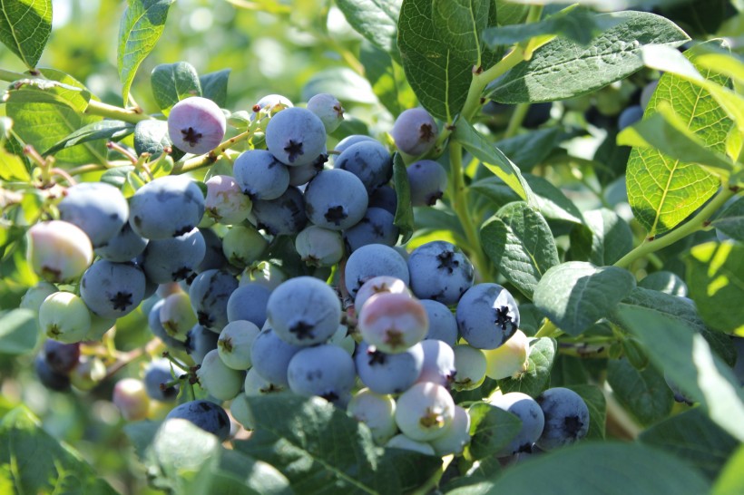 营养丰富的蓝莓图片