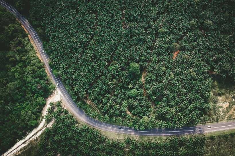 树林里的公路图片