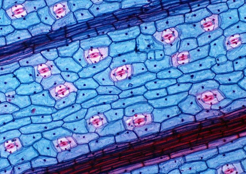 显微细胞图片