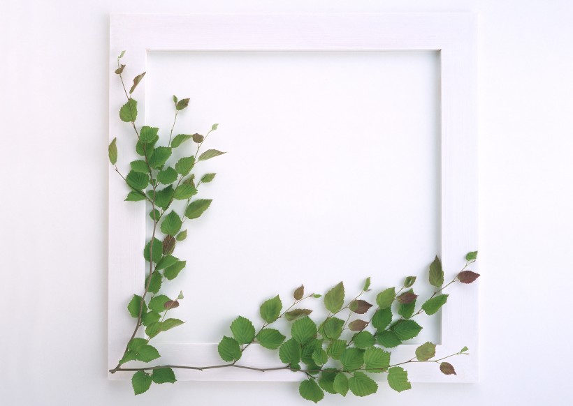 白色画框和绿树叶图片