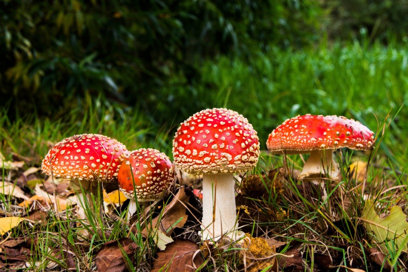 红色的毒蘑菇图片