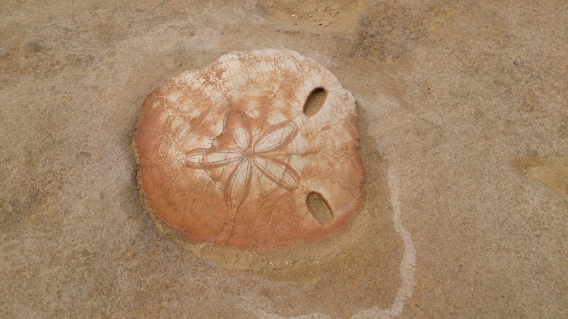 各种类型古老的化石图片