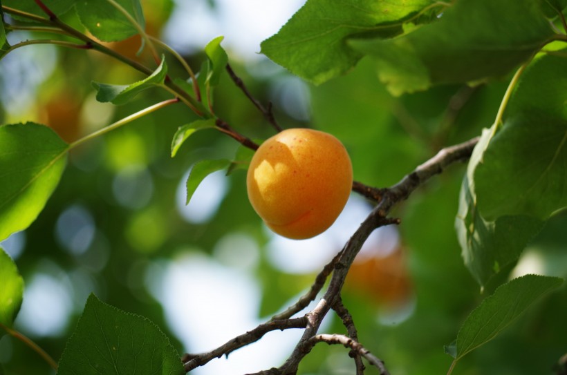 营养丰富酸甜可口的杏图片