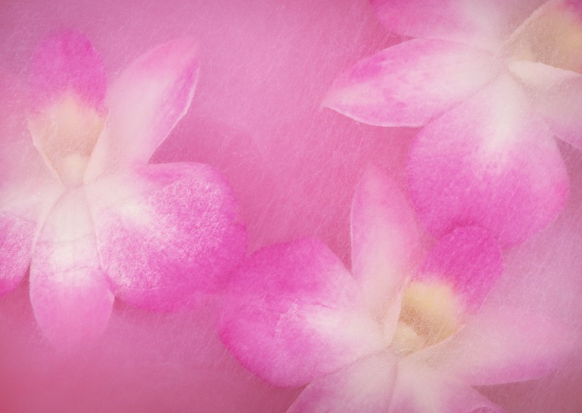 温馨粉色花朵图片