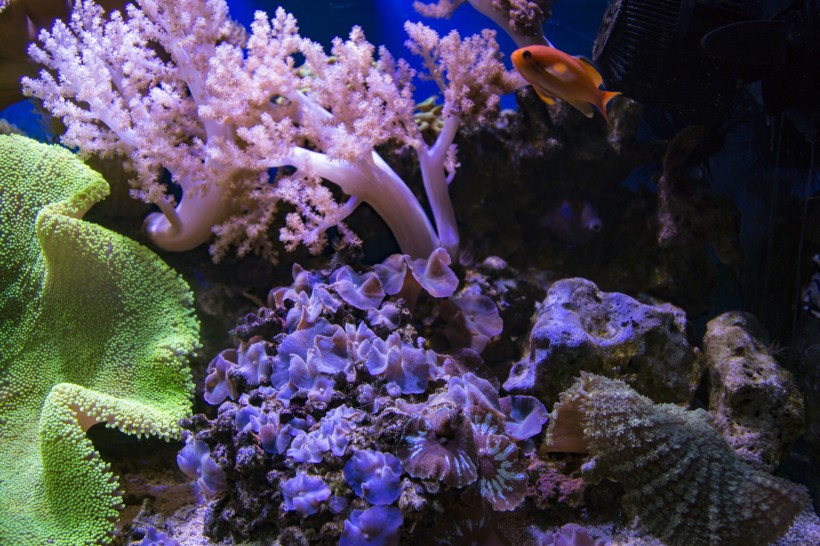 海底的珊瑚礁图片