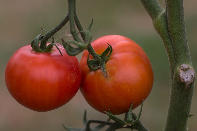 酸甜营养的番茄图片
