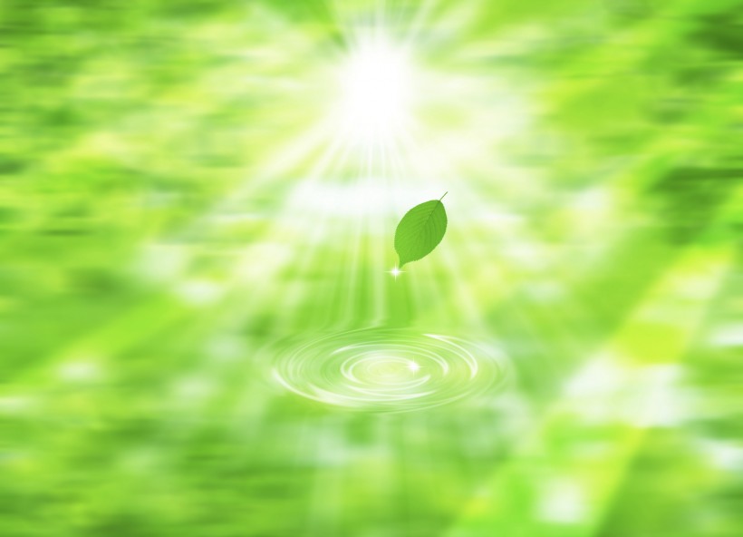 绿叶和晶莹水滴图片