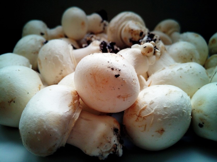 鲜美的双孢蘑菇图片