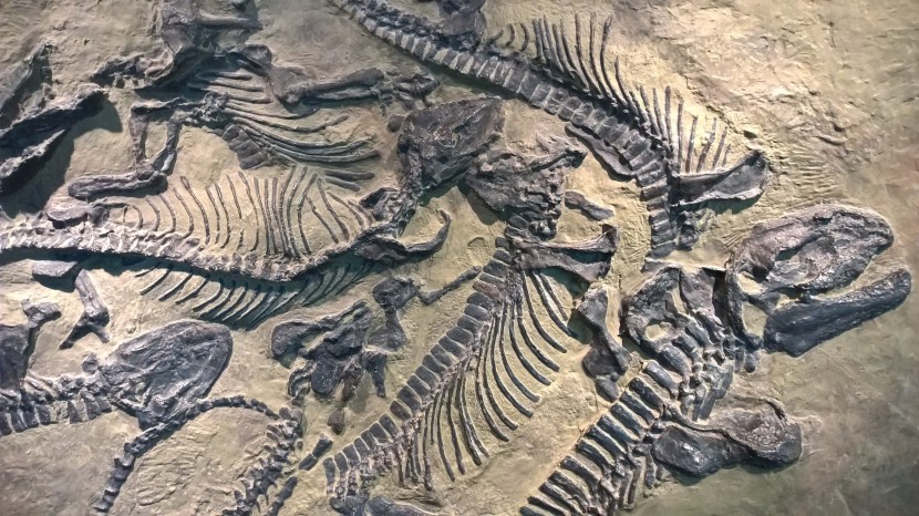 古老的化石图片