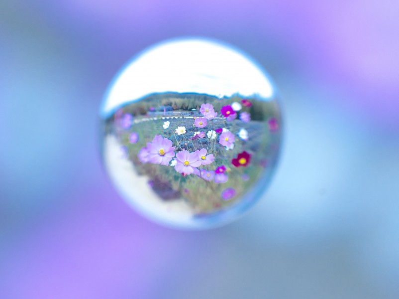 水滴视觉花朵图片