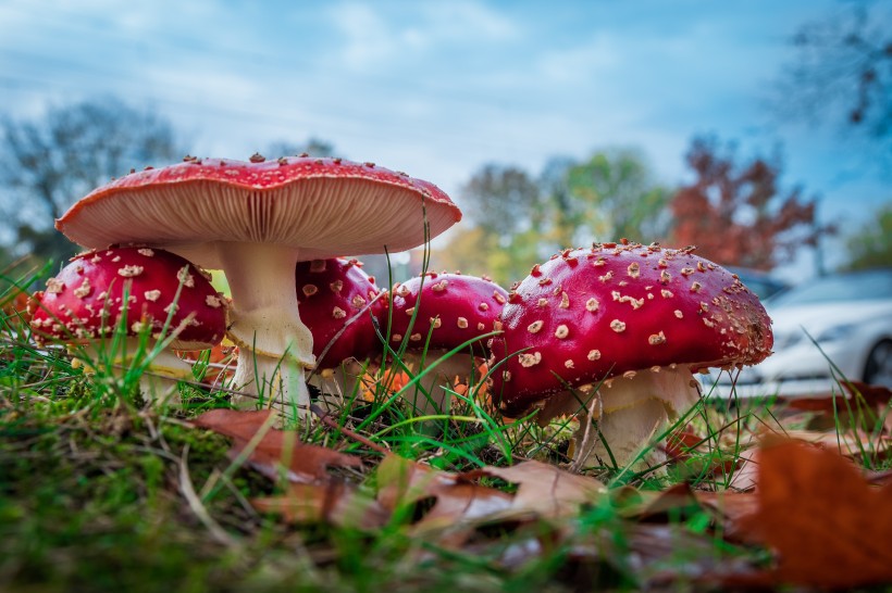 红色的毒蘑菇图片