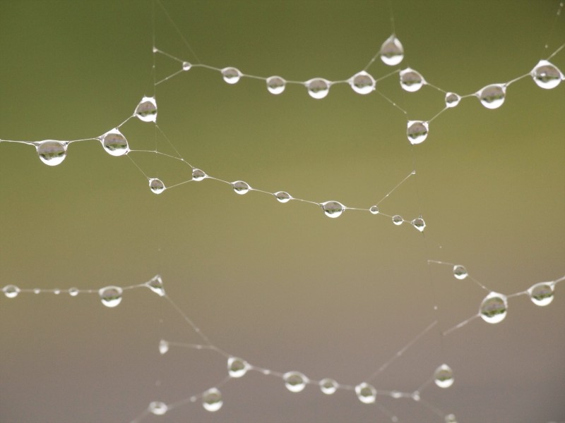 带水珠的蜘蛛网图片