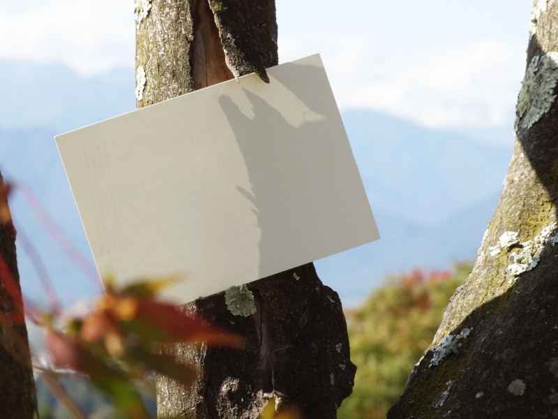 空白的明信片在枫树上图片